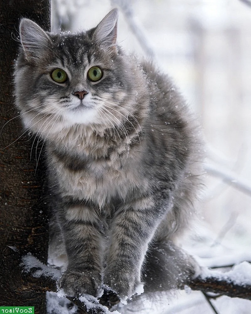 Сибирский кот полосатый