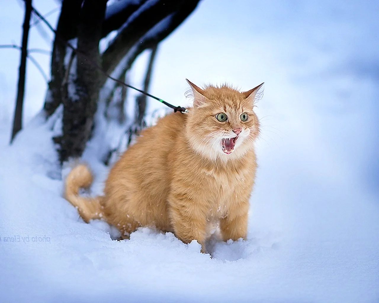 Сибирский кот пыжик рыжий