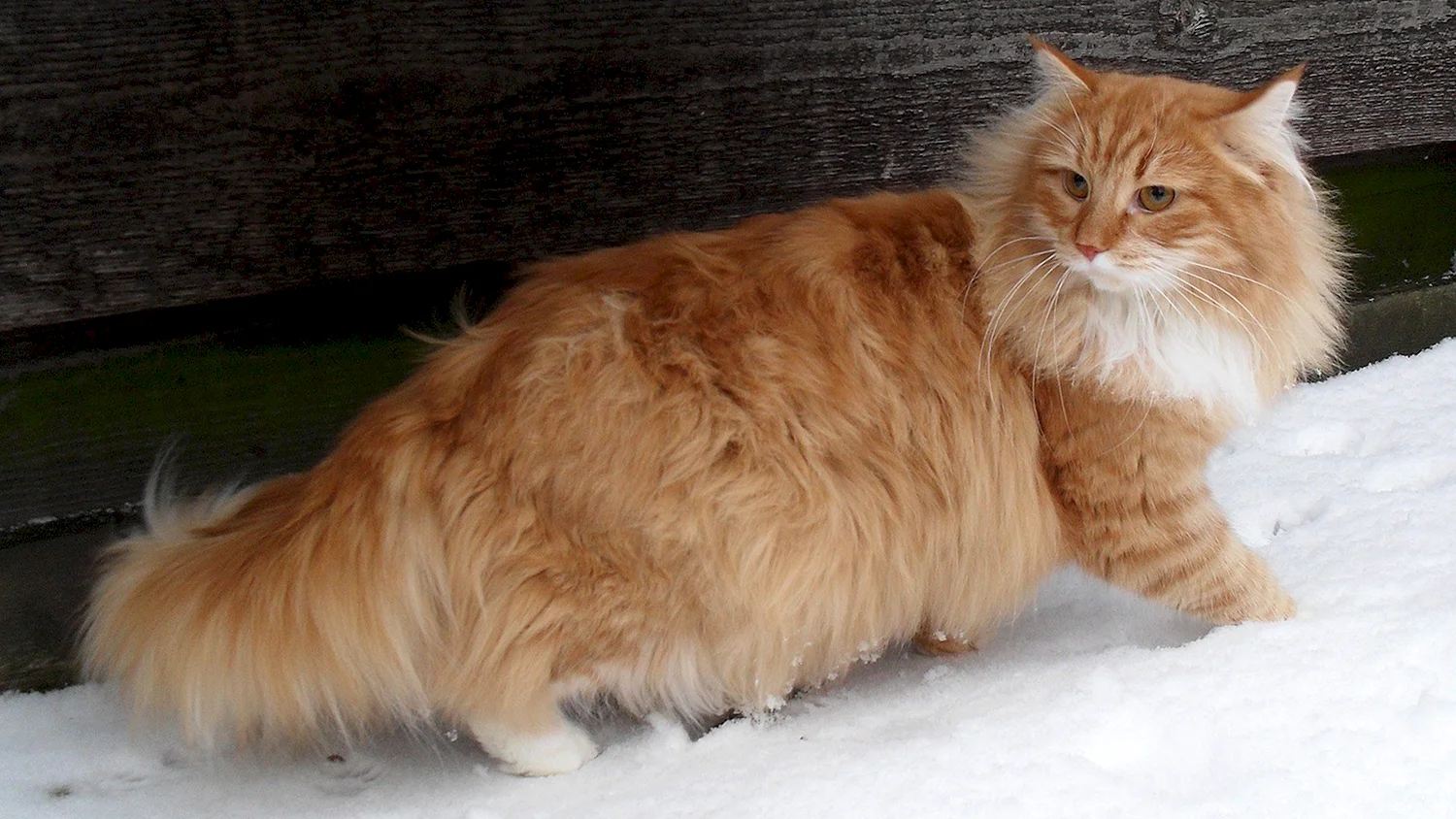 Сибирский кот рыжего окраса