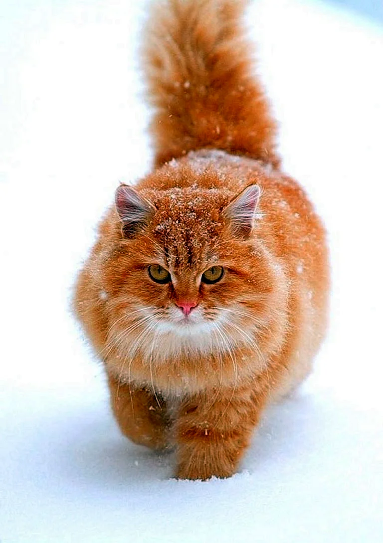 Сибирский кот рыжий