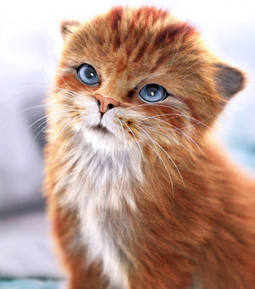 Сибирский кот рыжий голубоглазый