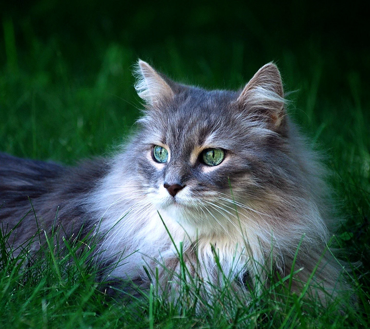 Сибирский кот серый