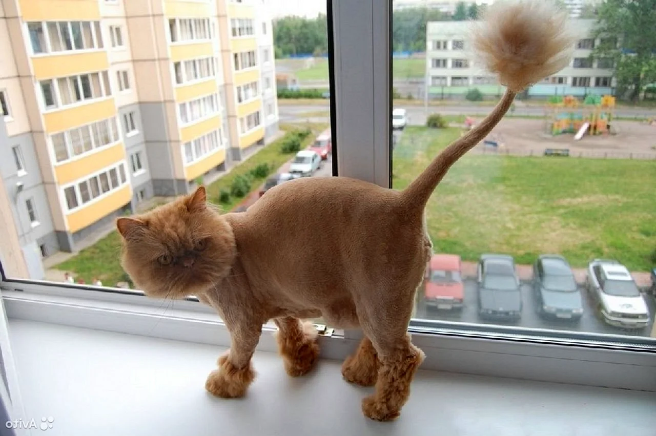 Сибирский кот стрижка подо Льва
