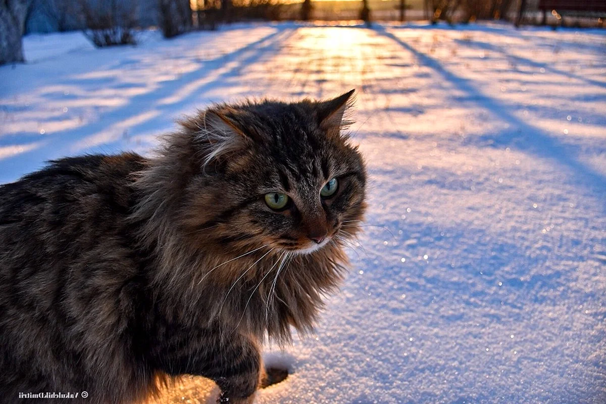 Сибирский кот уличный