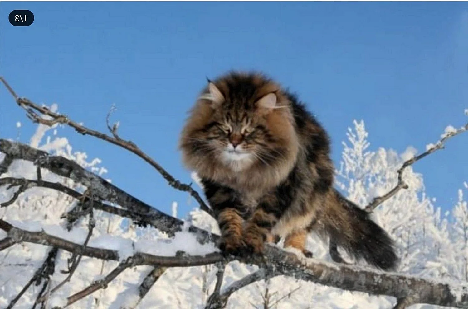 Сибирский кот Уссури