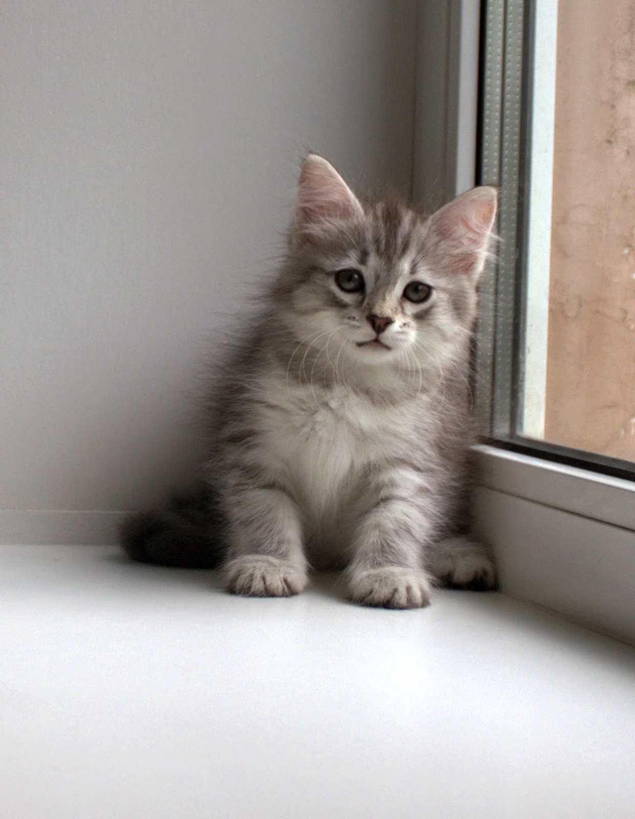 Сибирский котенок 3 месяца