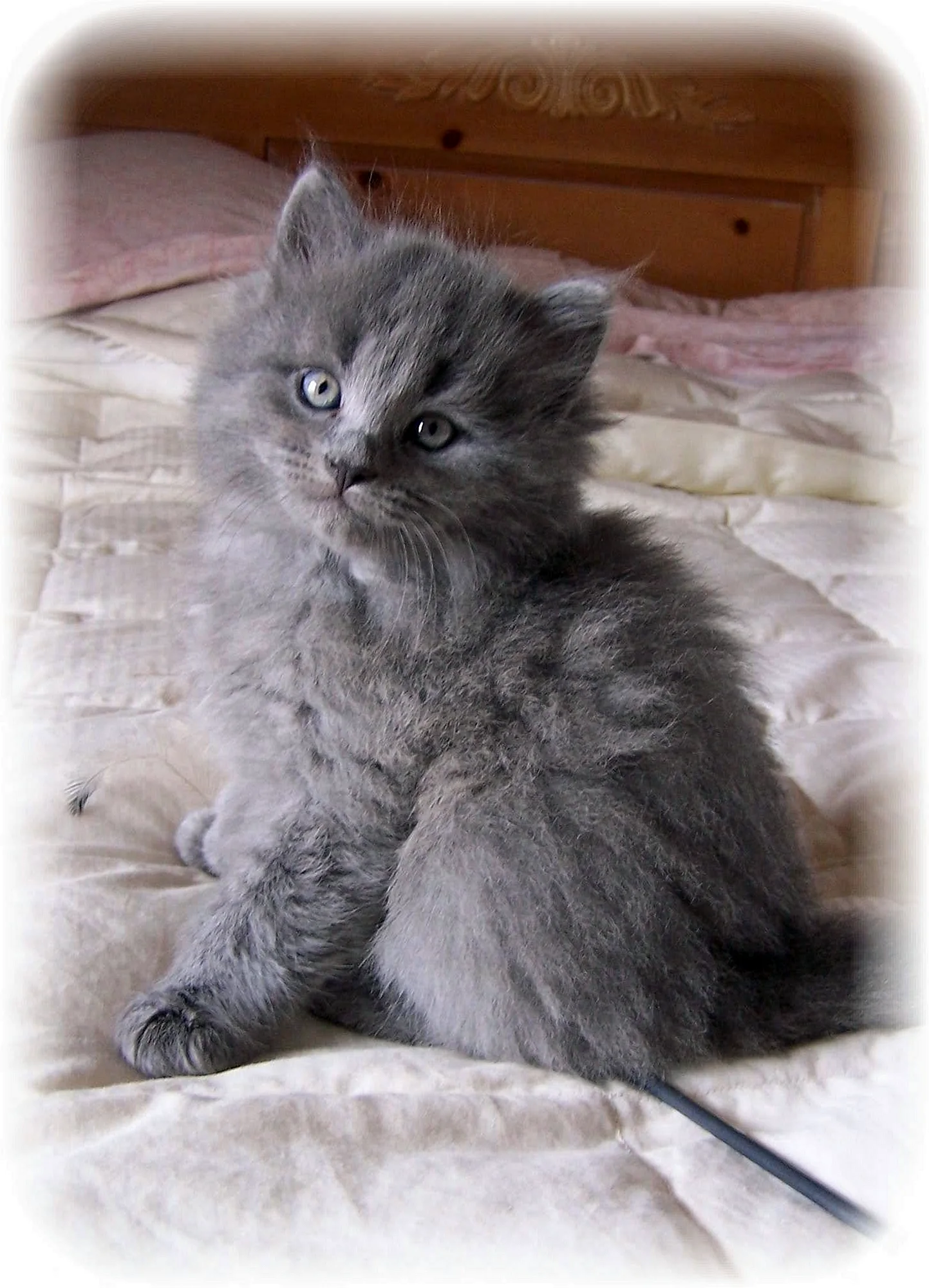 Сибирский котенок дымчатый