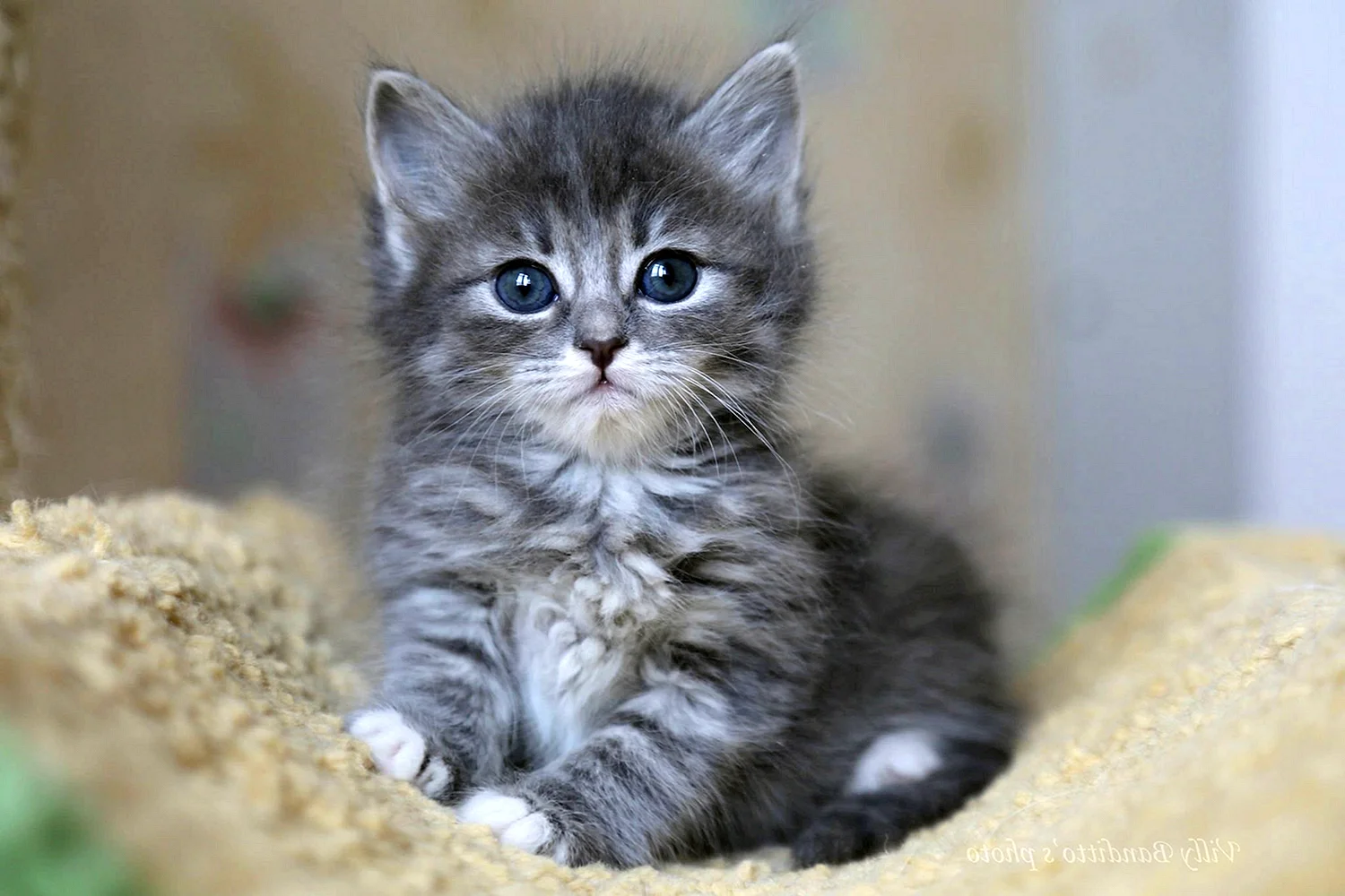 Сибирский котенок серый