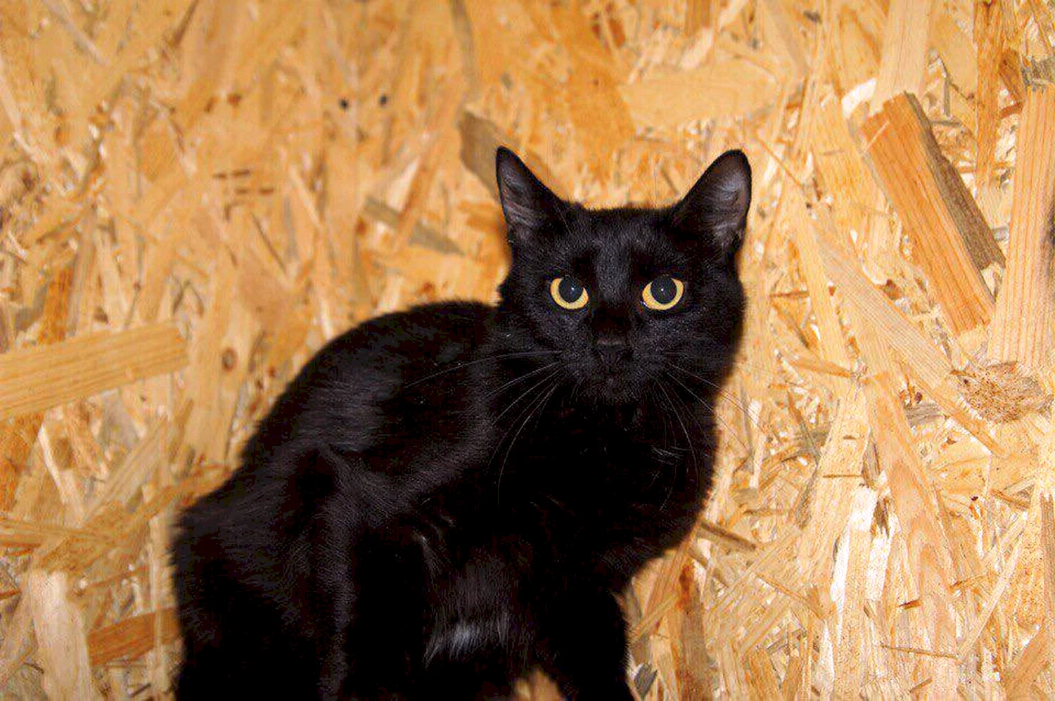 Сибирский Крысолов чёрный котенок