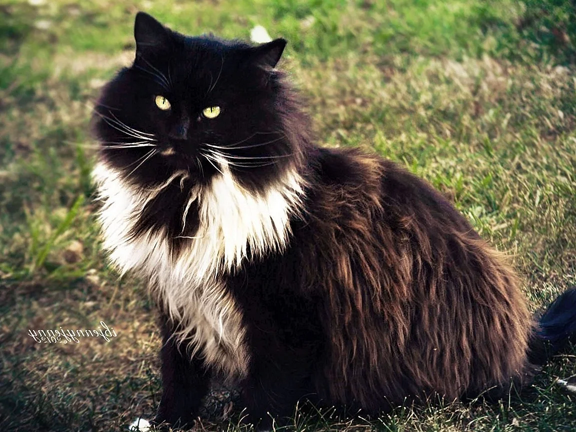 Сибирский Лесной кот черный