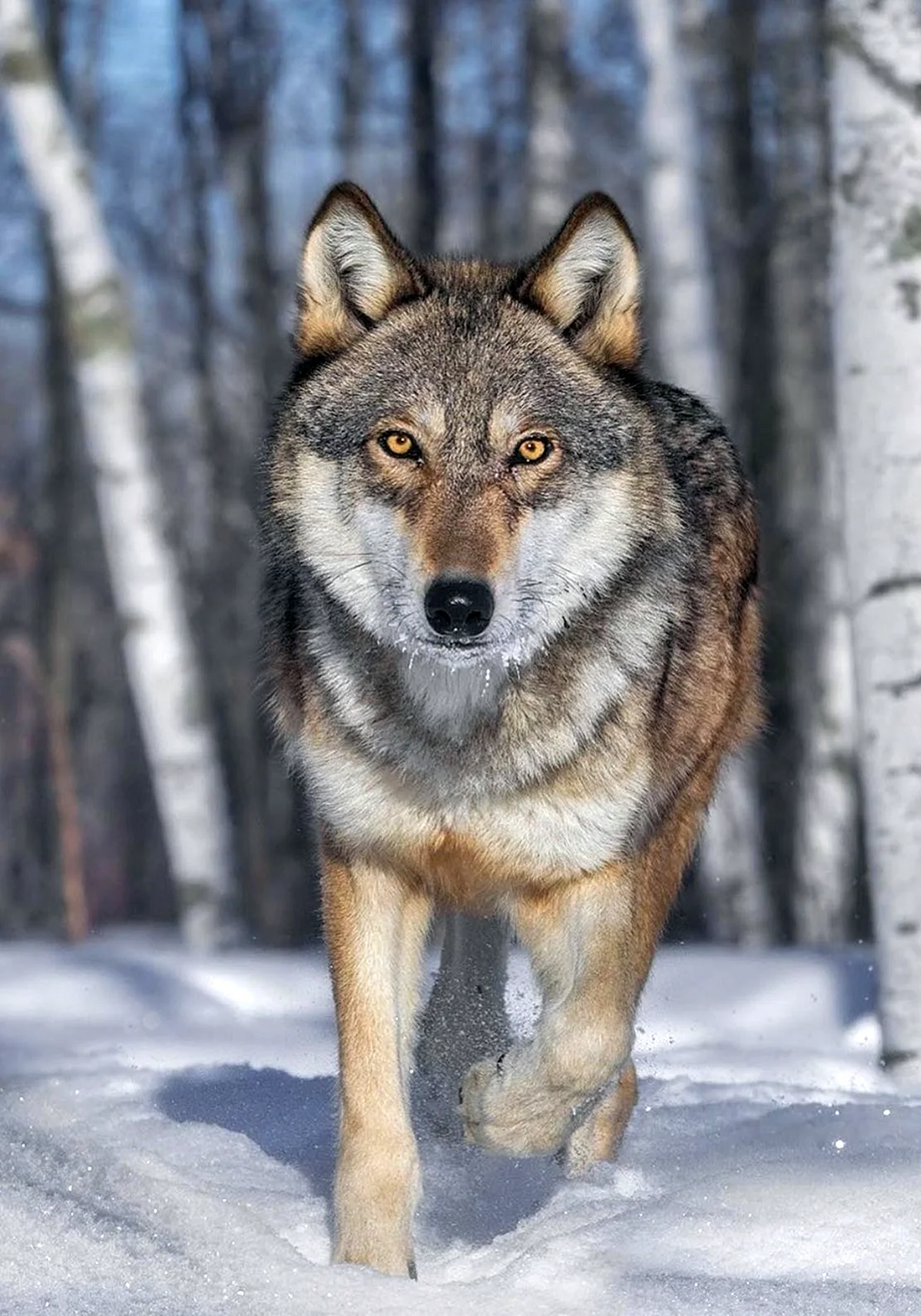 Сибирский Лесной волк