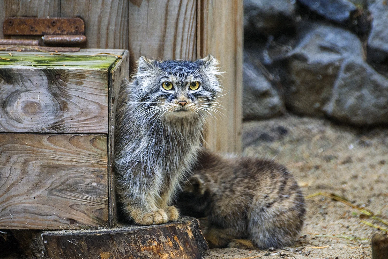 Сибирский Манул котенок