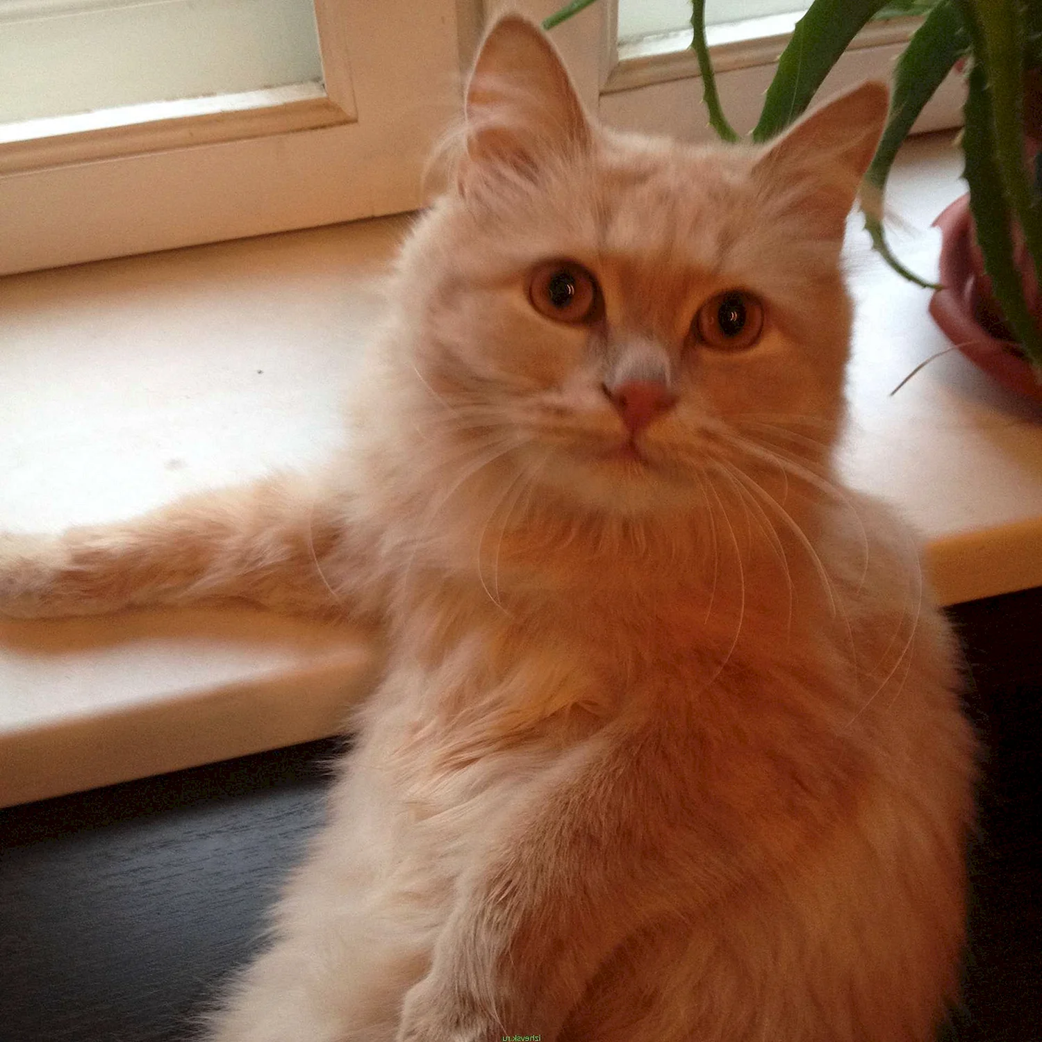 Сибирский персиковый кот