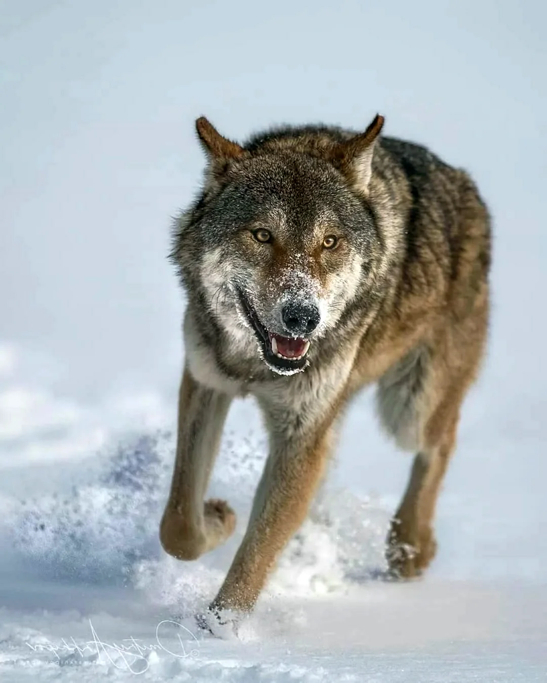 Сибирский Степной волк