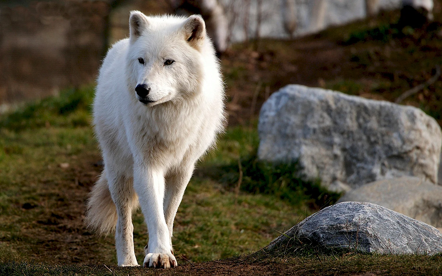 Сибирский Тундровый волк