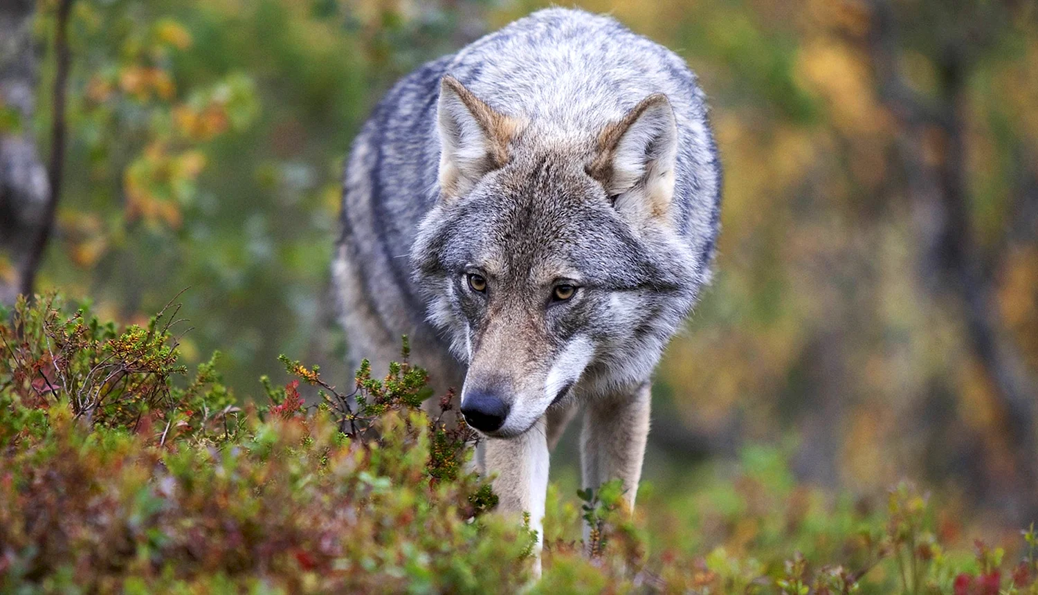 Сибирский Тундровый волк