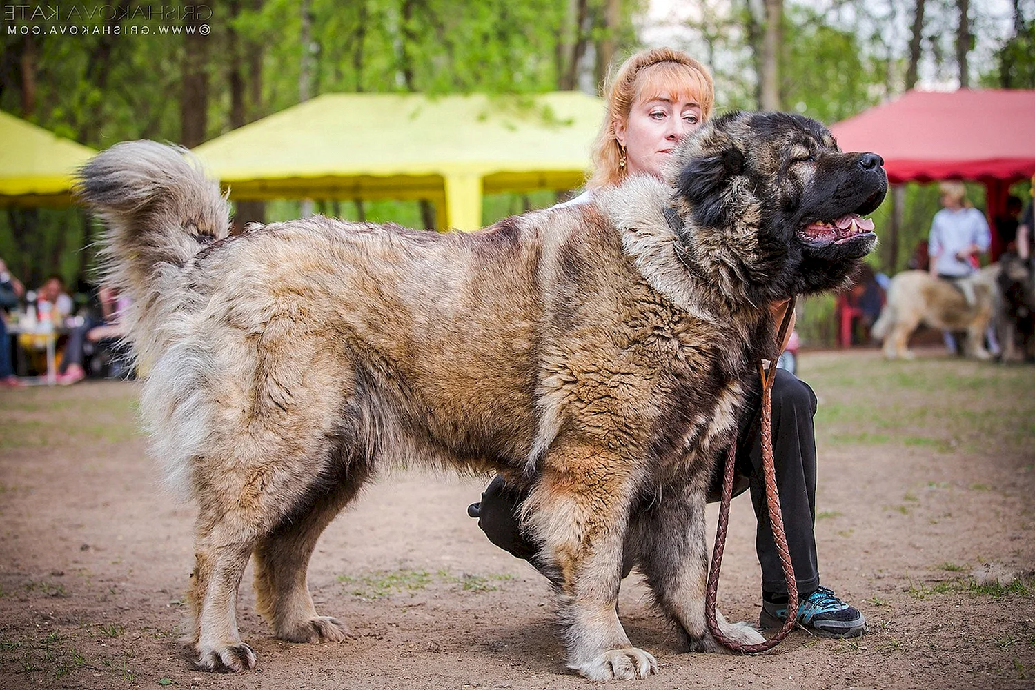 Сибирский волкодав собака