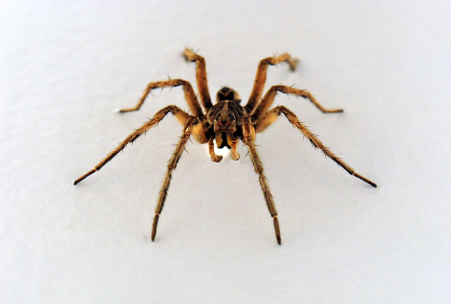 Сиднейский паук охотник