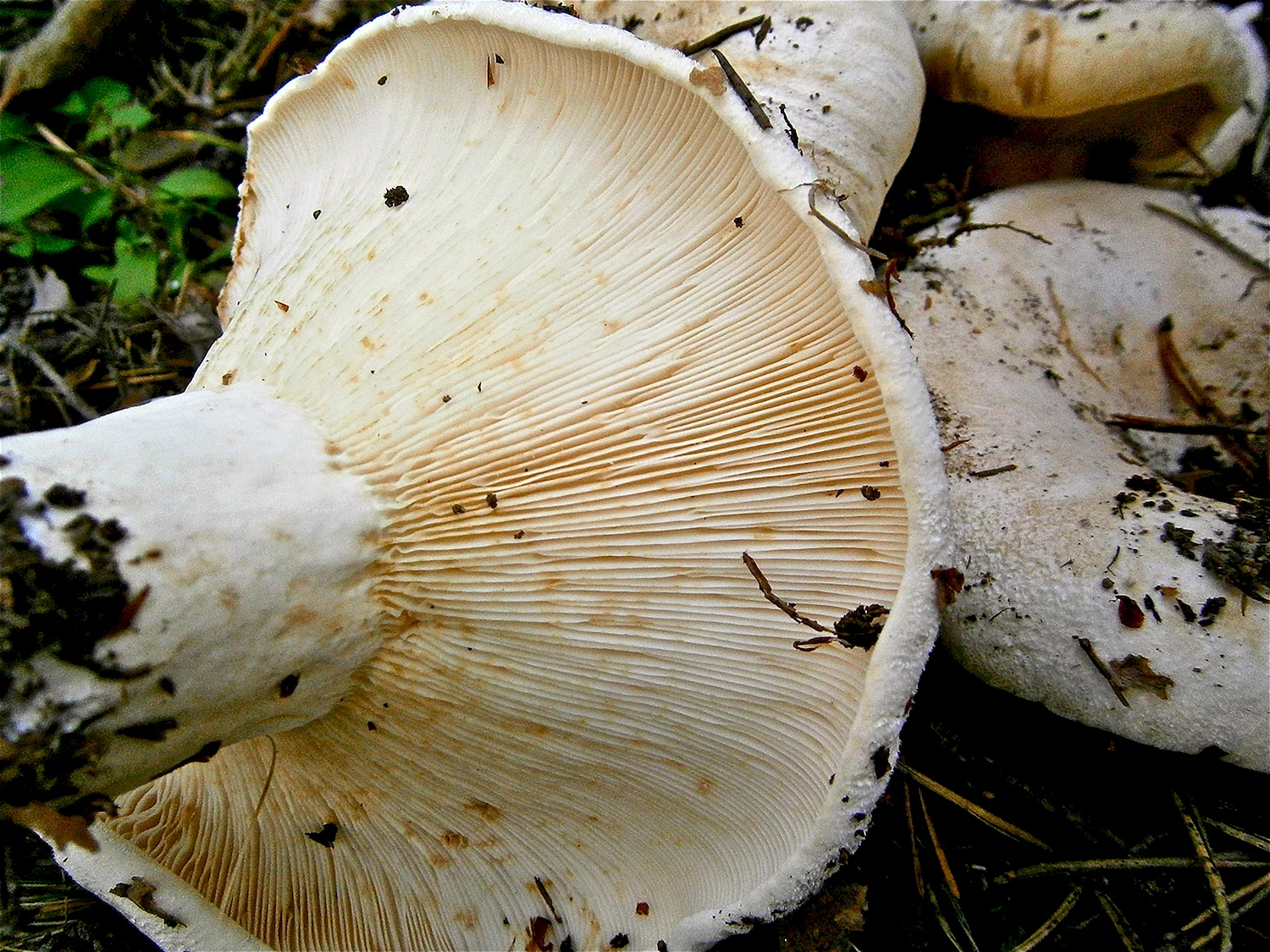 Съедобные грибы белого цвета фото