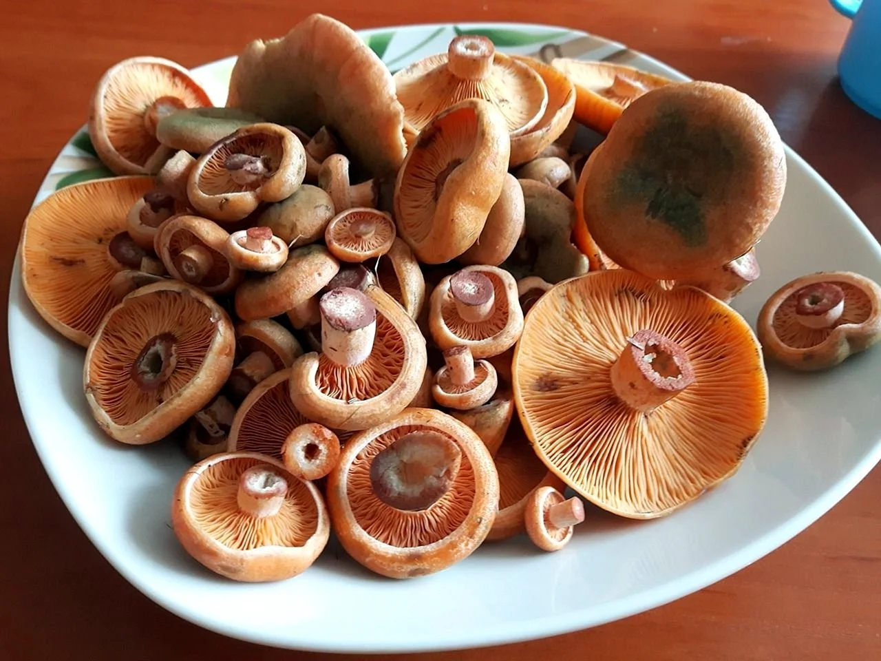 Съедобные грибы фото