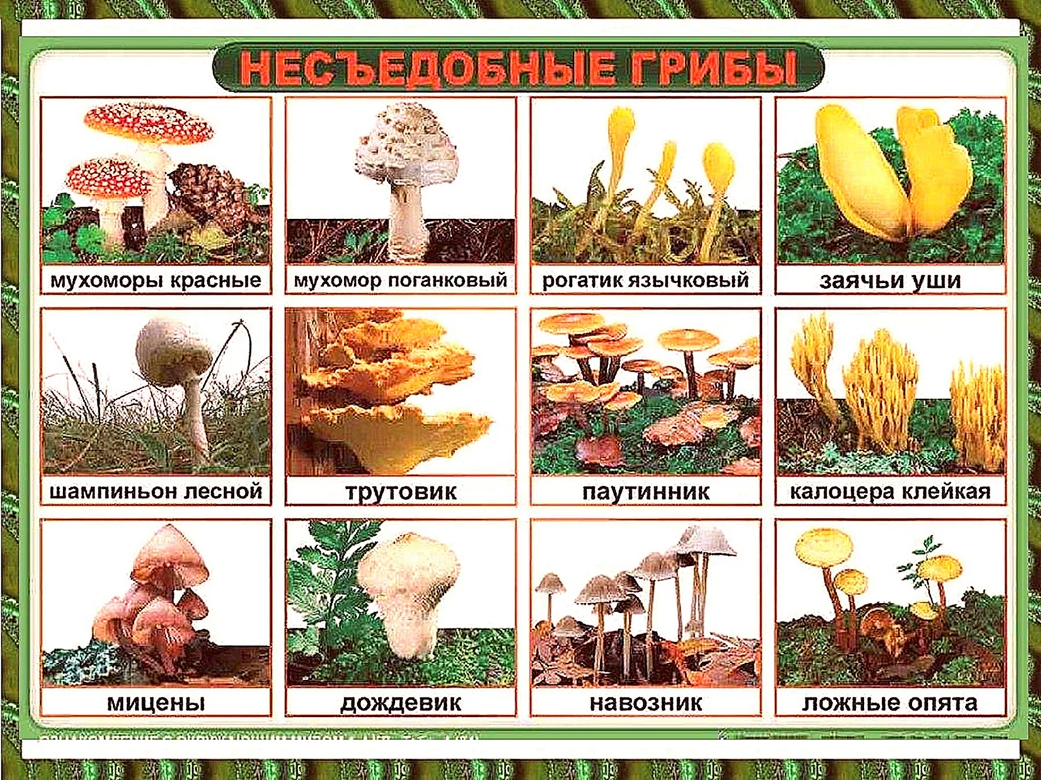 Съедобные грибы и несъедобные грибы таблица
