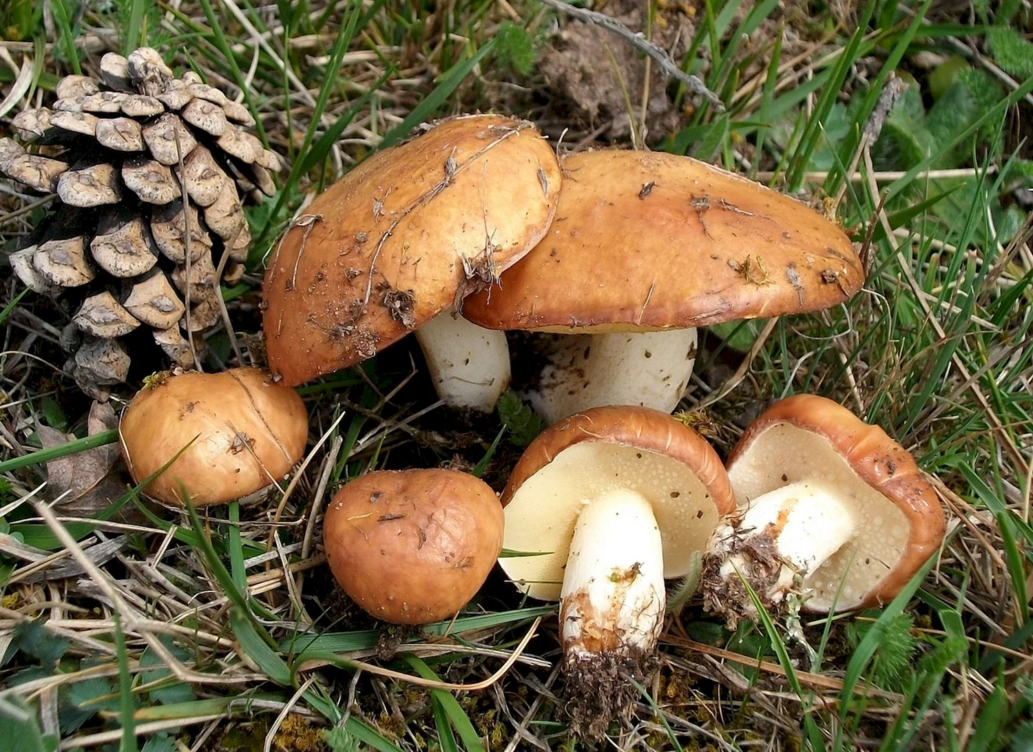 Съедобные грибы маслята