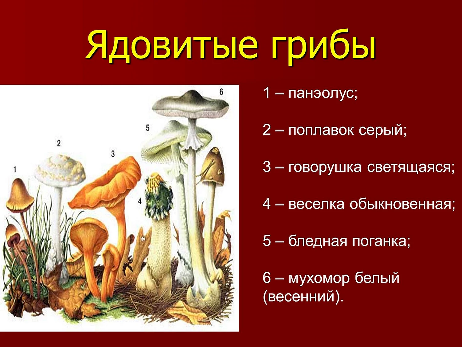 Съедобные и ядовитые грибы 2 класс окружающий мир