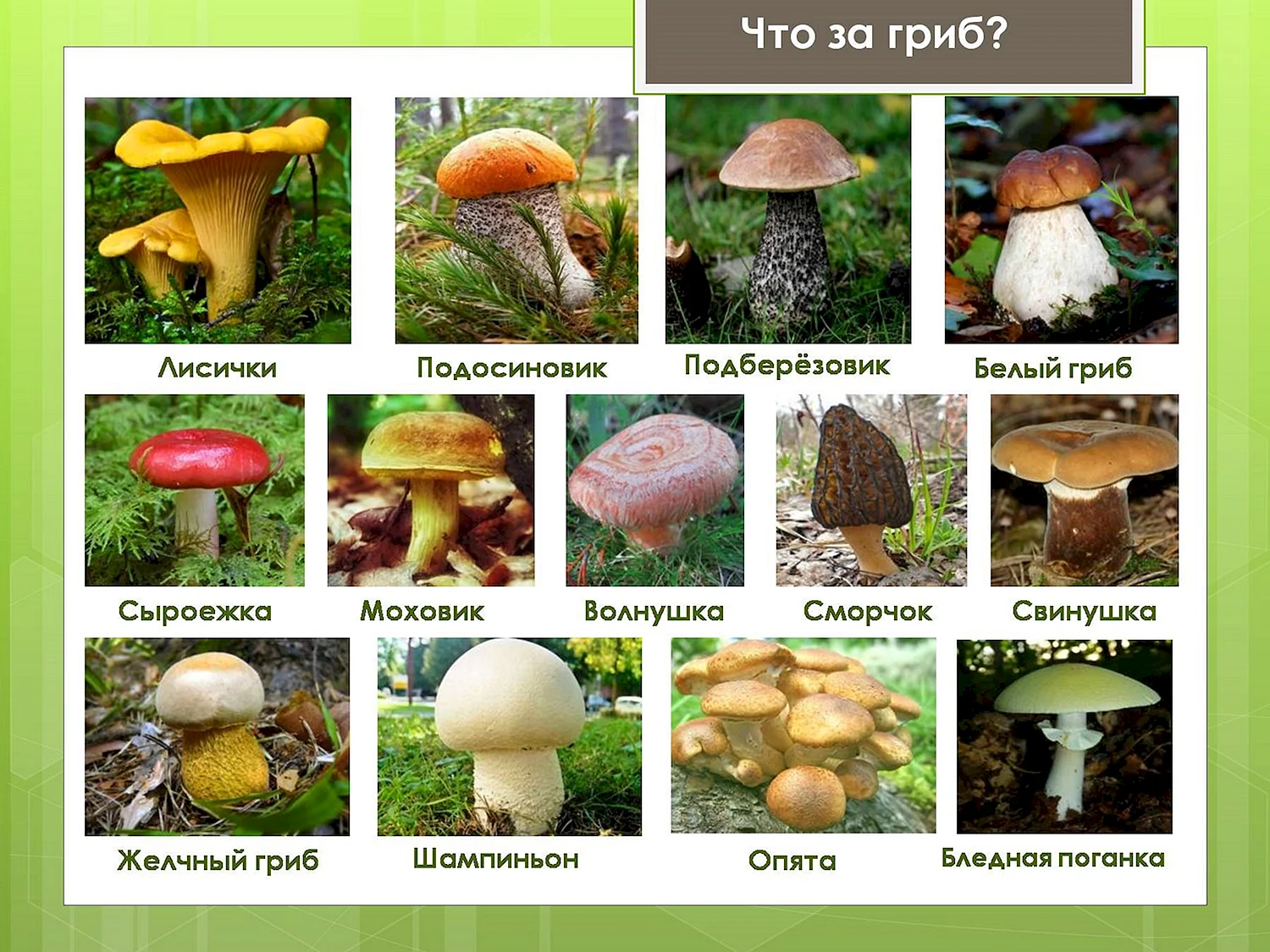 Съедобные и несъедобные грибы таблица