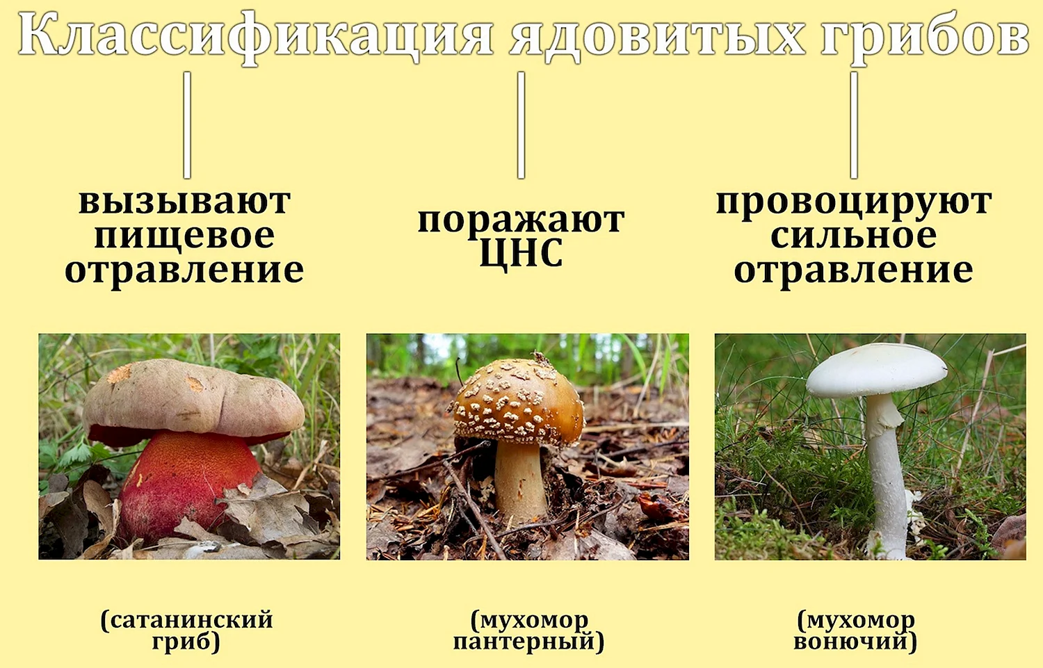 Съедобные условно съедобные и несъедобные грибы