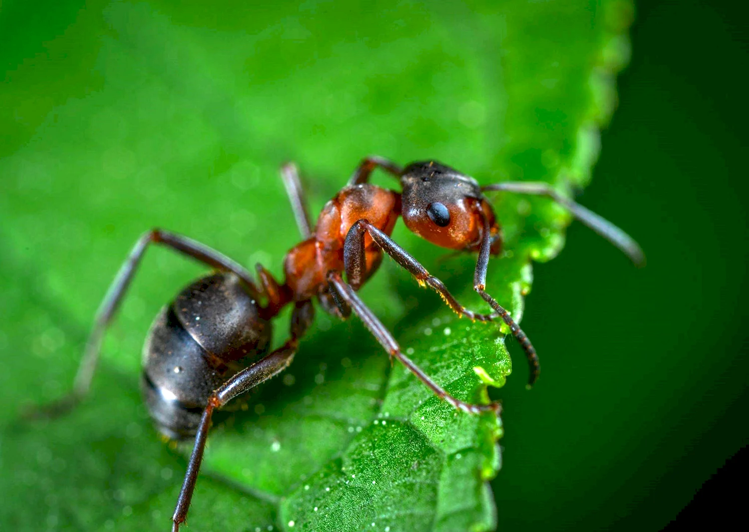 Сила муравья