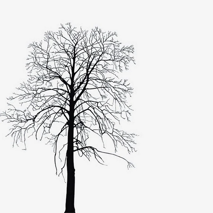 Силуэт зимнего дерева