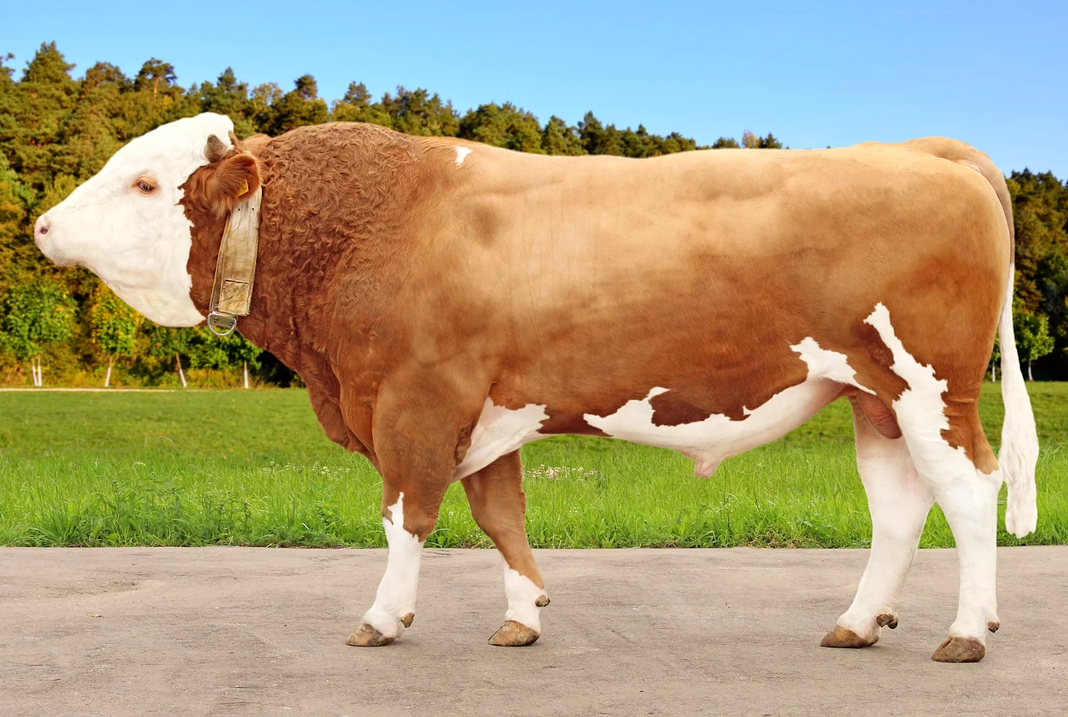 Симментал порода коров