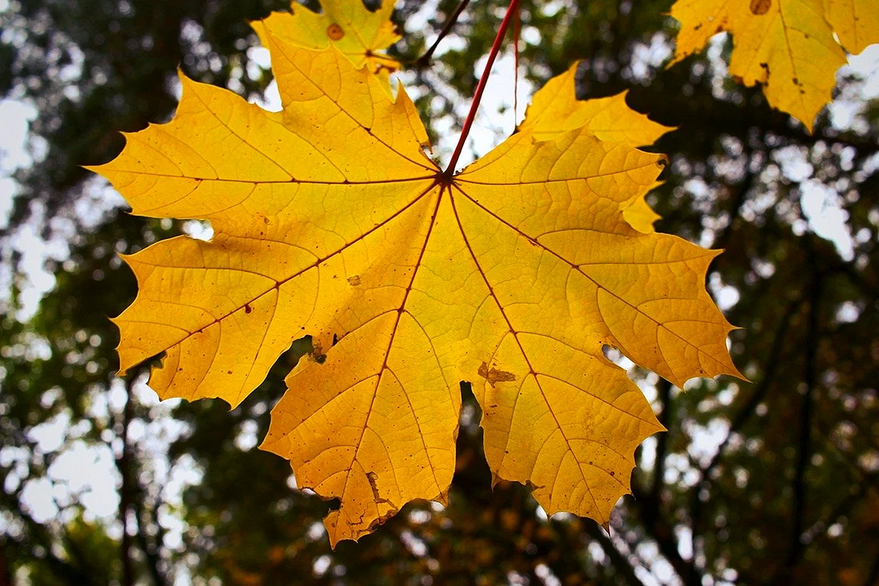 Симметричный лист дерева
