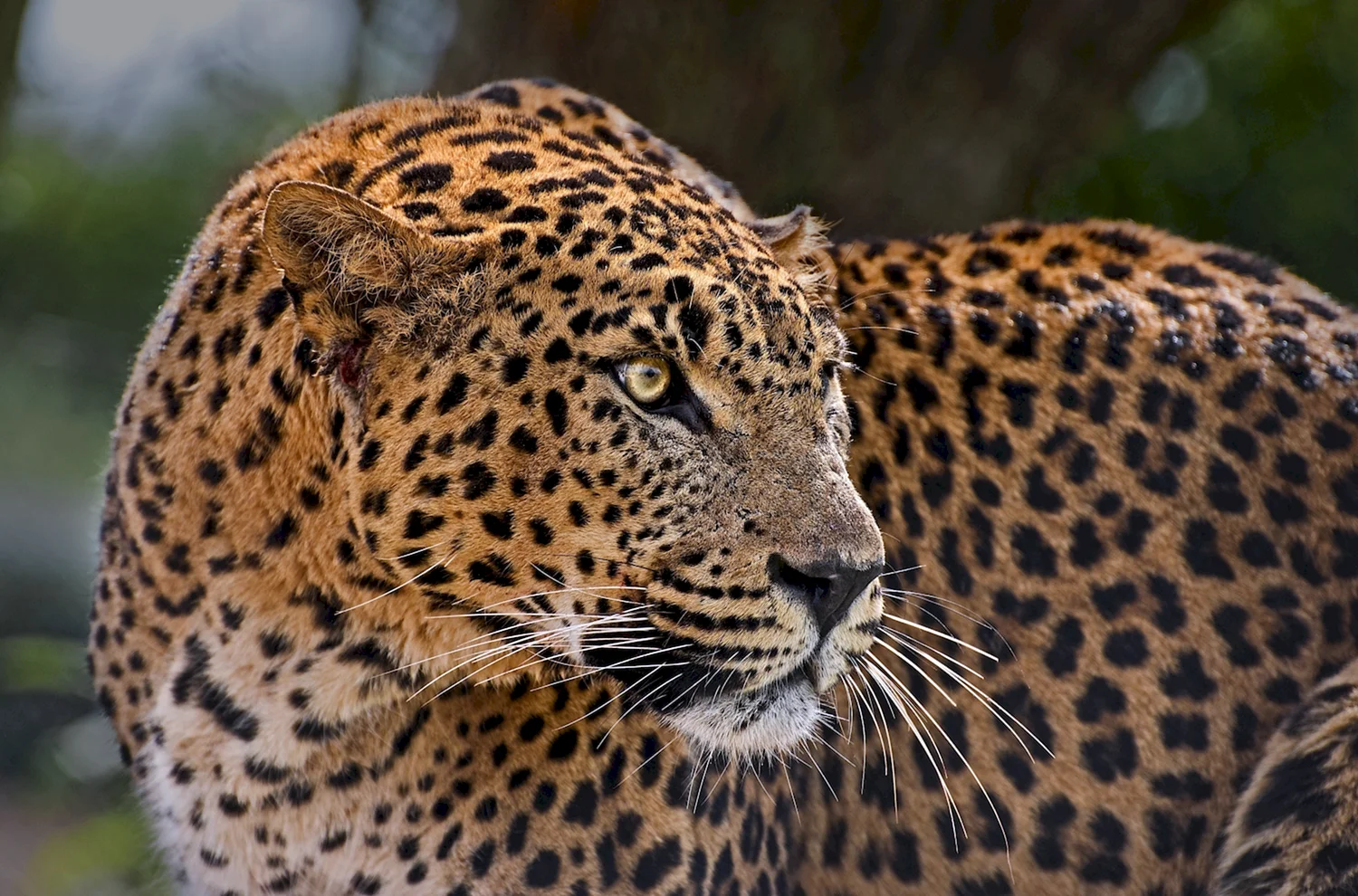 Синайский леопард