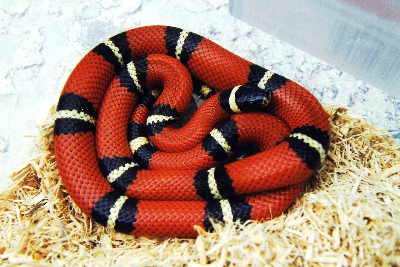 Синалойская Королевская змея