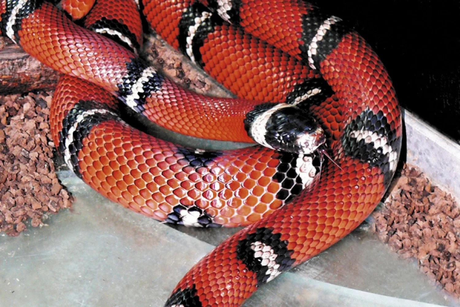 Синалойская молочная змея