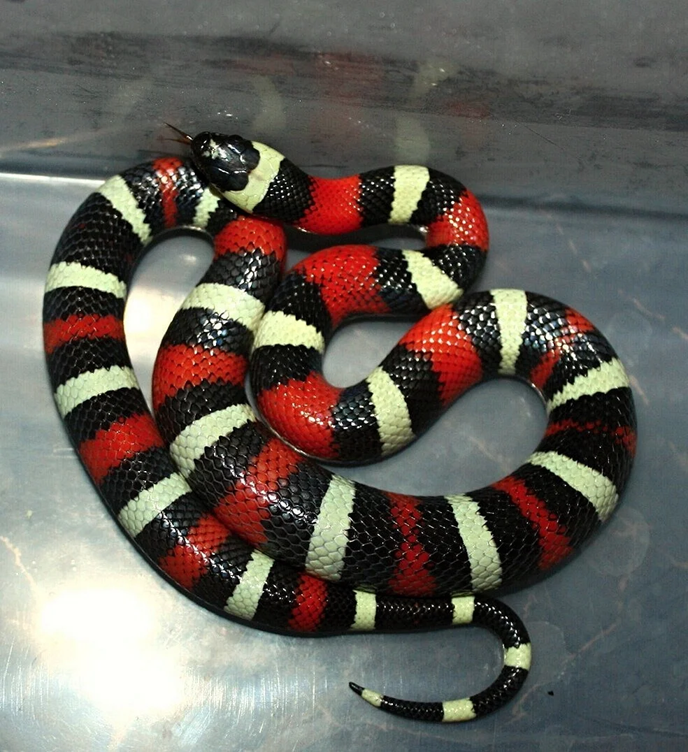 Синалойская молочная змея