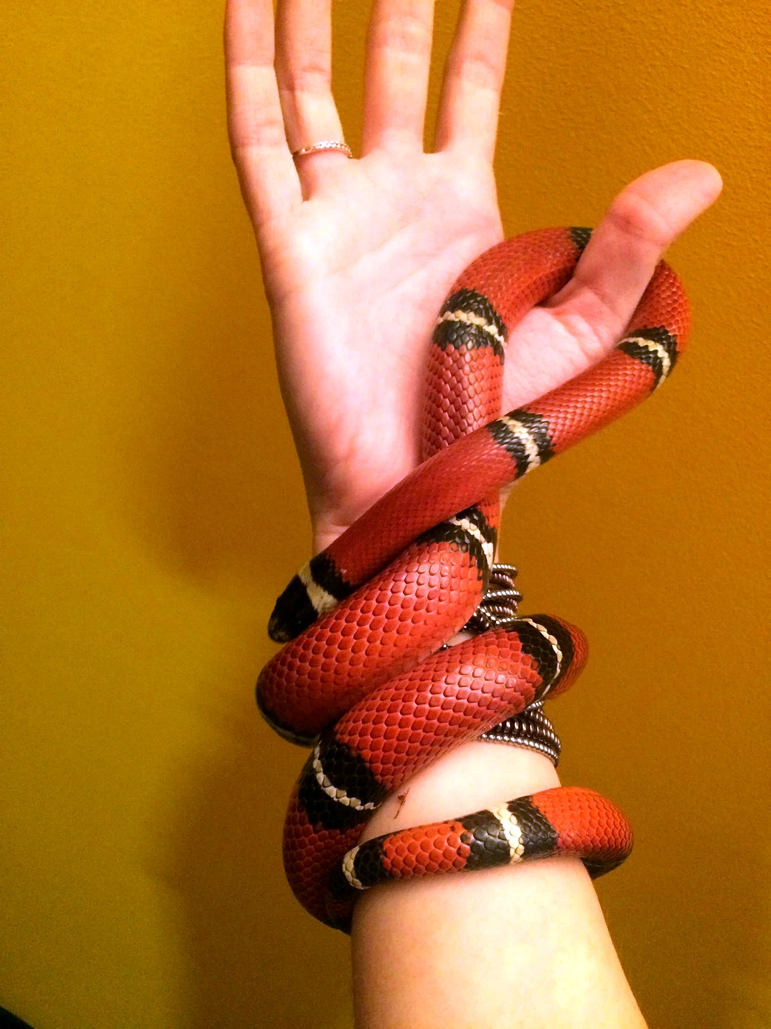 Синалойская змея