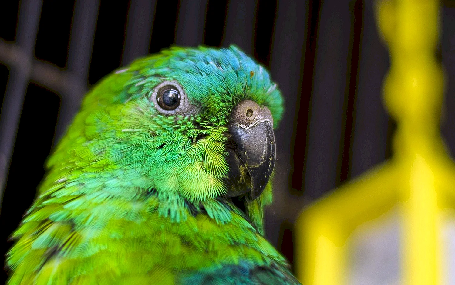 Сине зеленый попугай