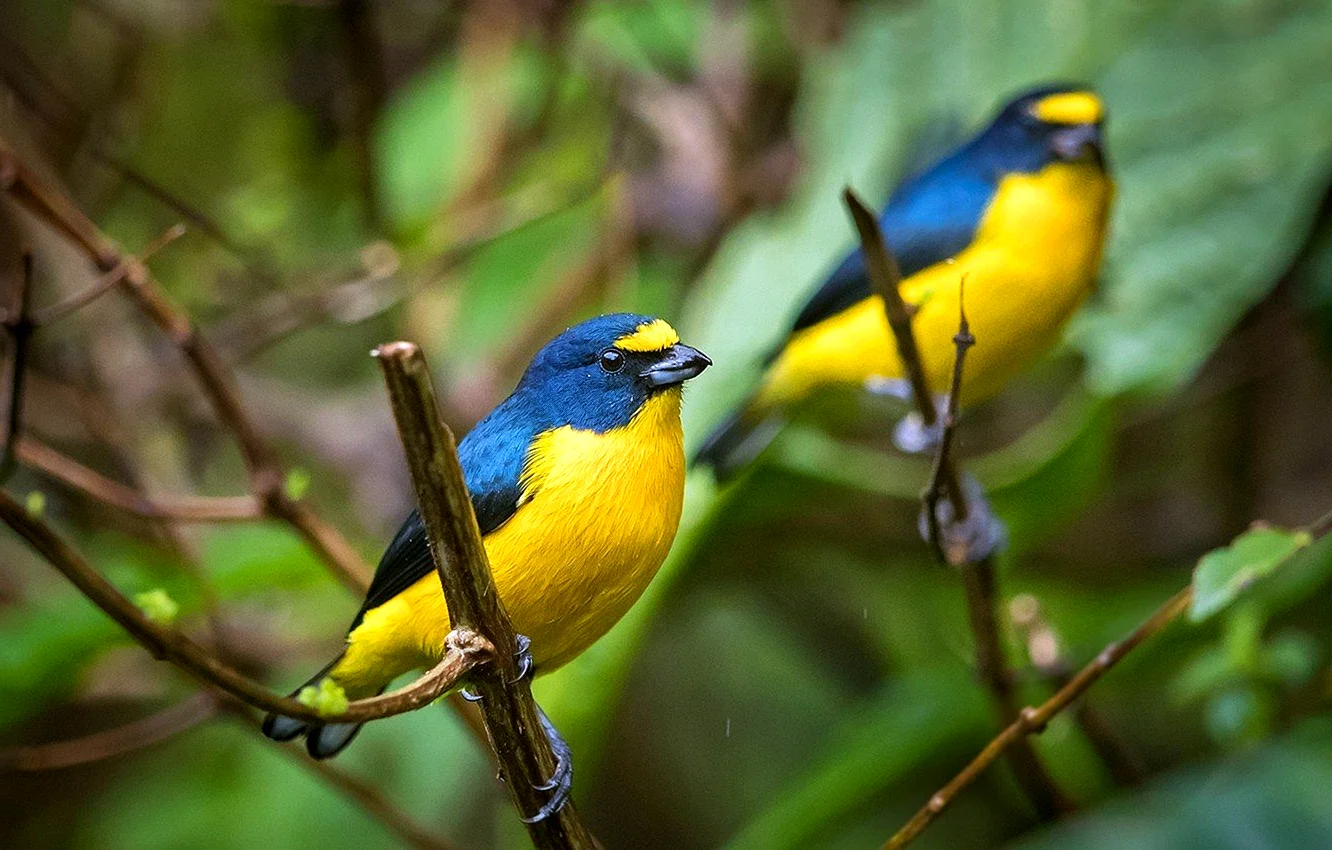 Сине желтая птица