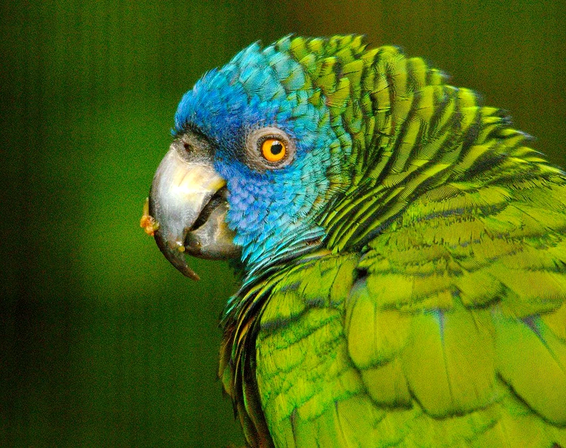 Синелицый Амазон попугай