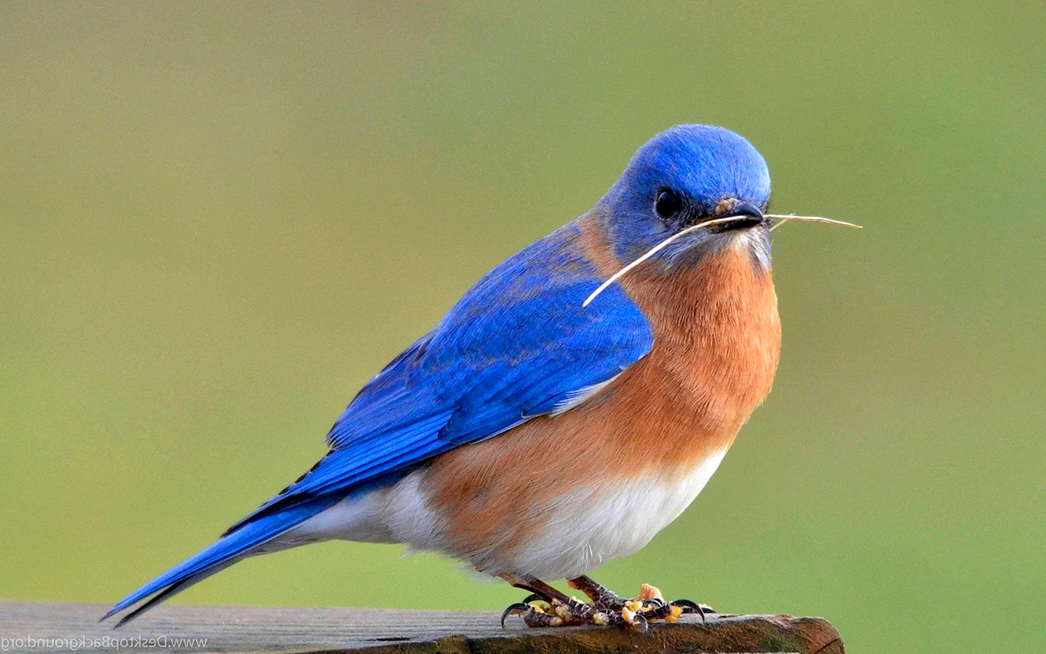 Синешейка птица