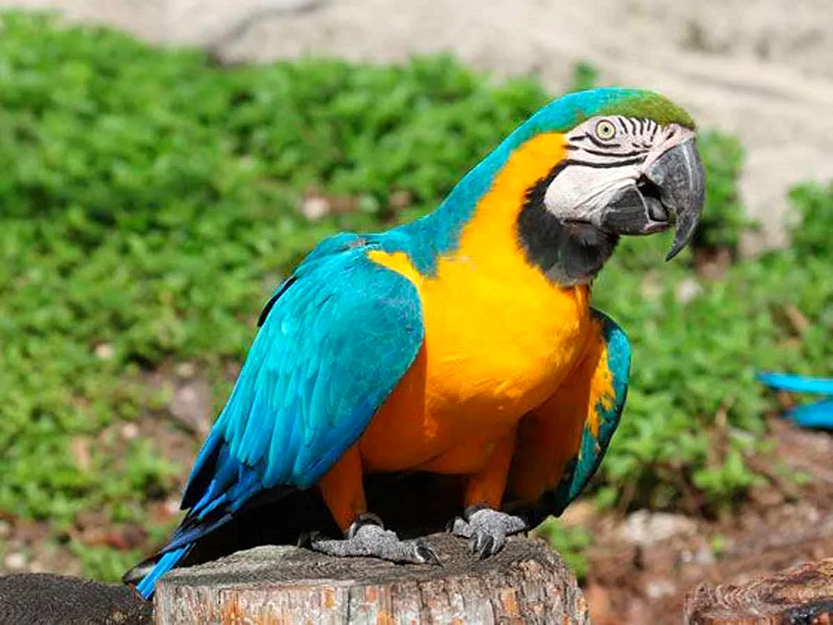 Сине-желтый ара (арарауна)
