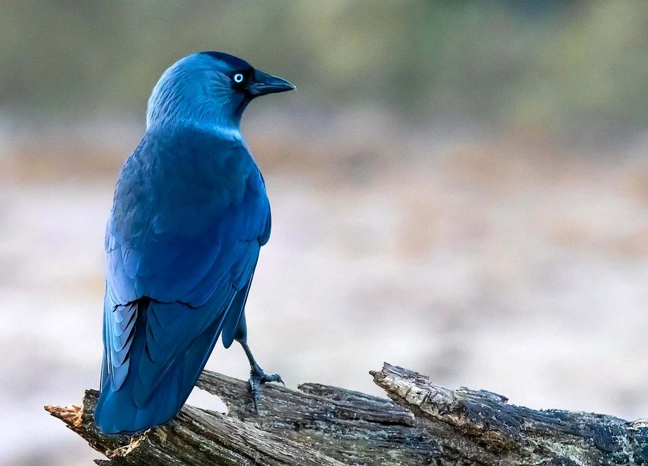 Синяя Галка птица