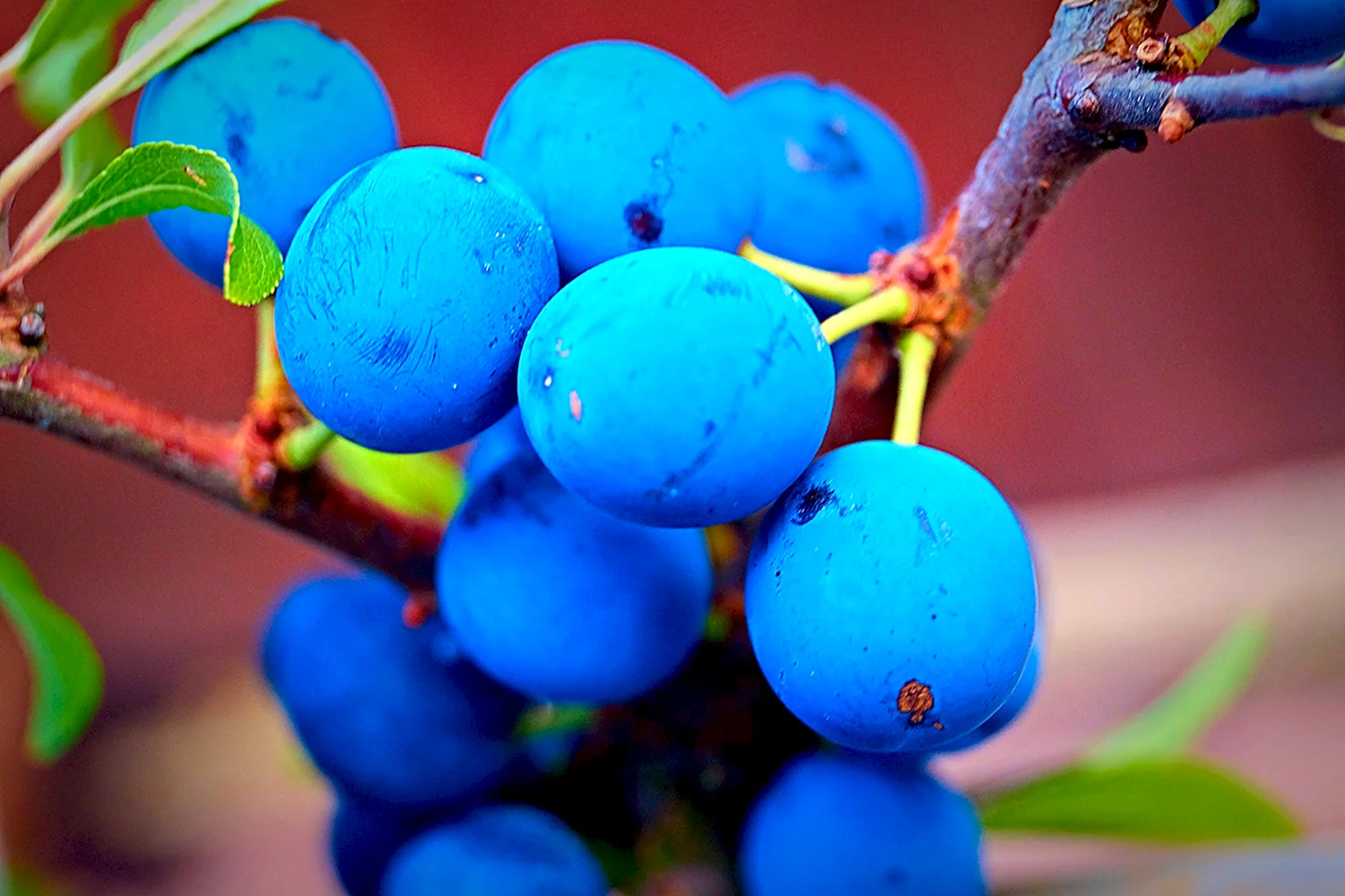 Синяя ягода Терн