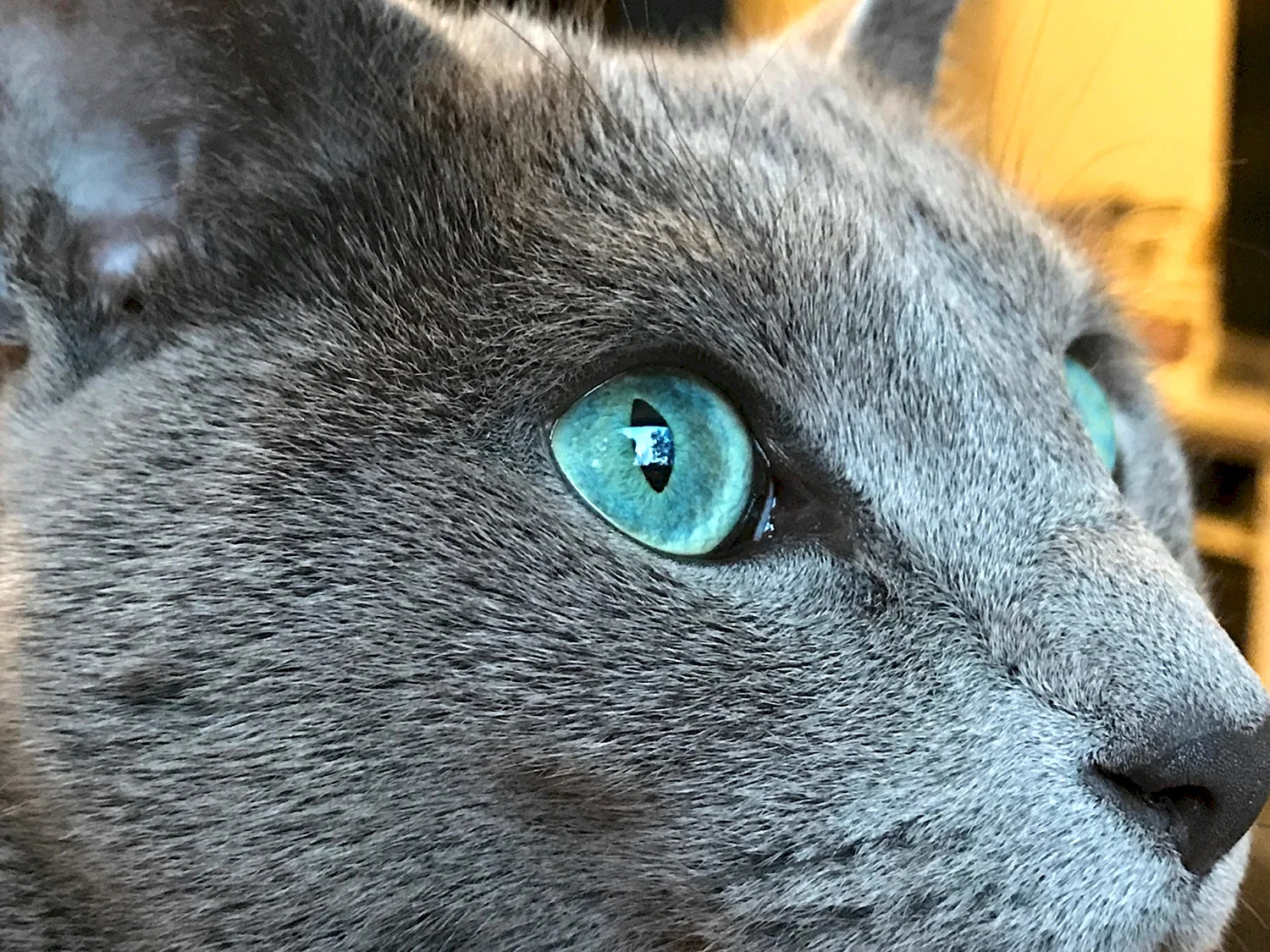 Синяя кошка