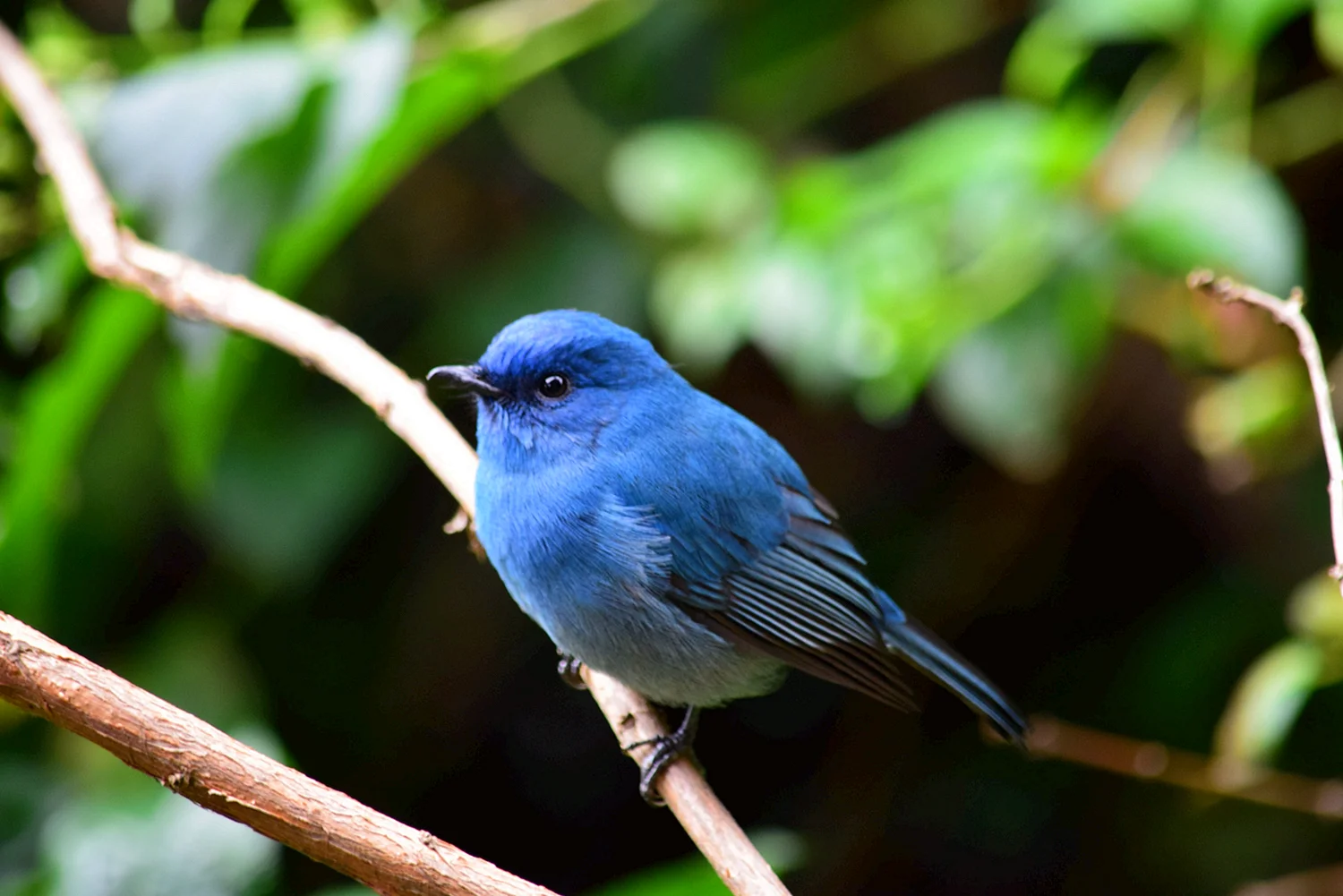 Синяя певчая птица