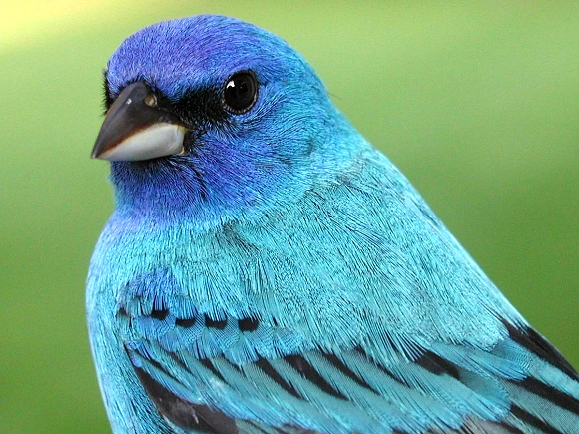 Синяя птица Гималаи