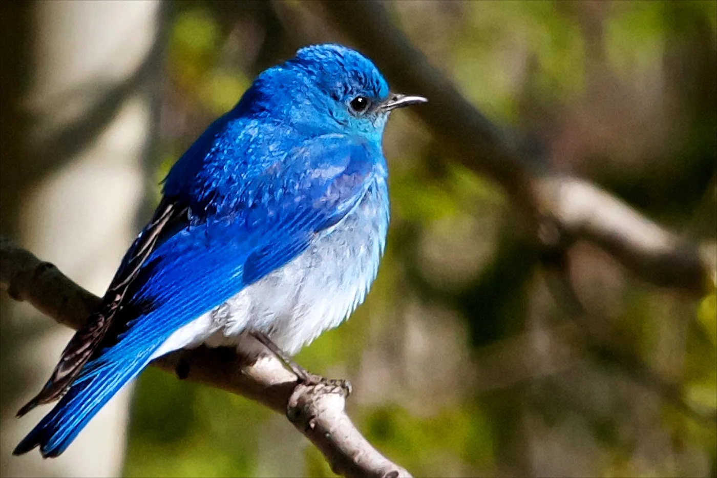 Синяя птица орнитология