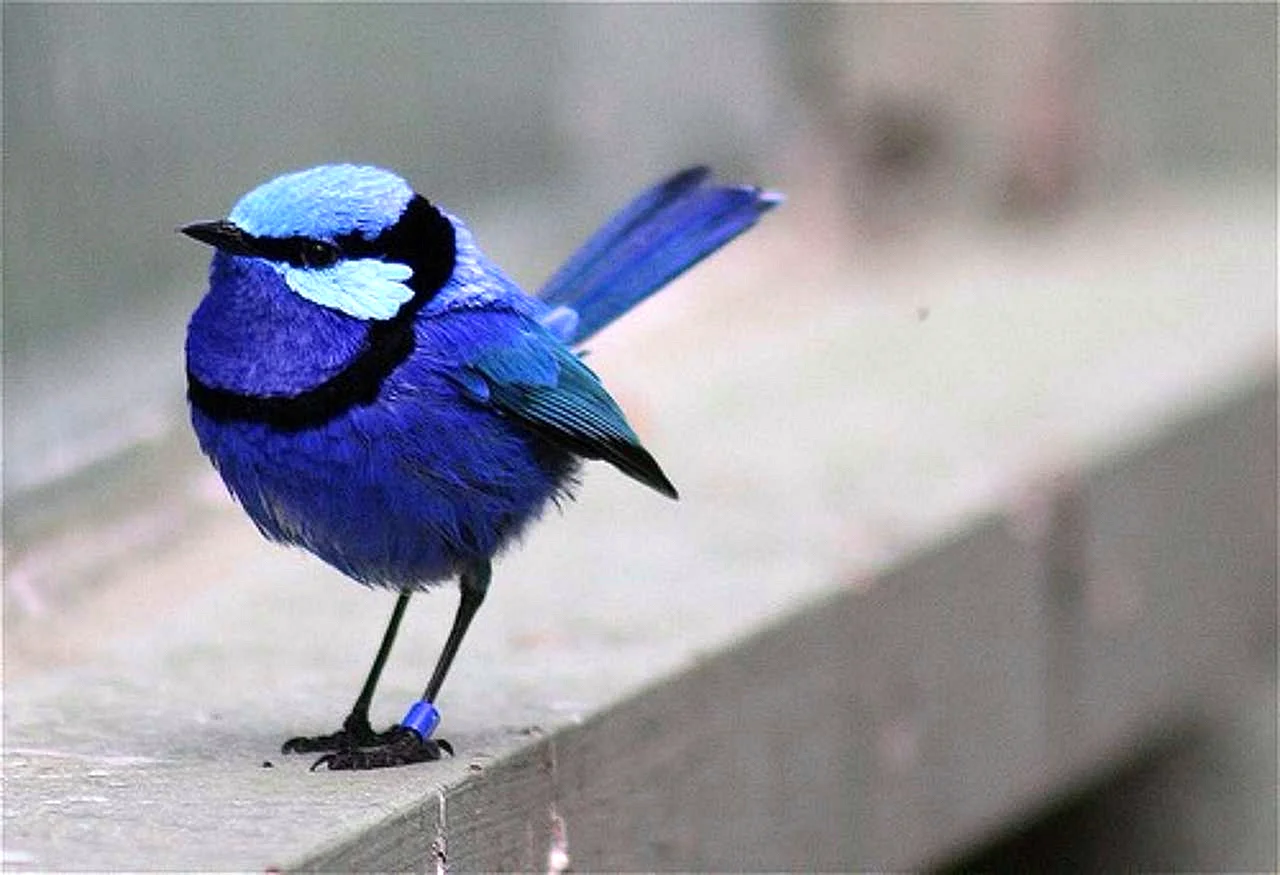 Синяя птица синица